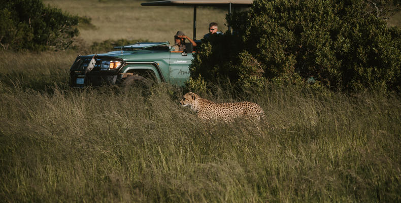 Amakhala Game Reserve 