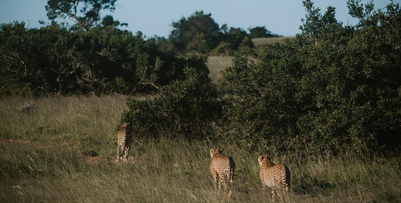 Amakhala Game Reserve 