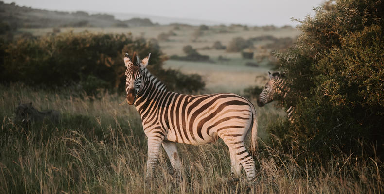 Amakhala Game Reserve 