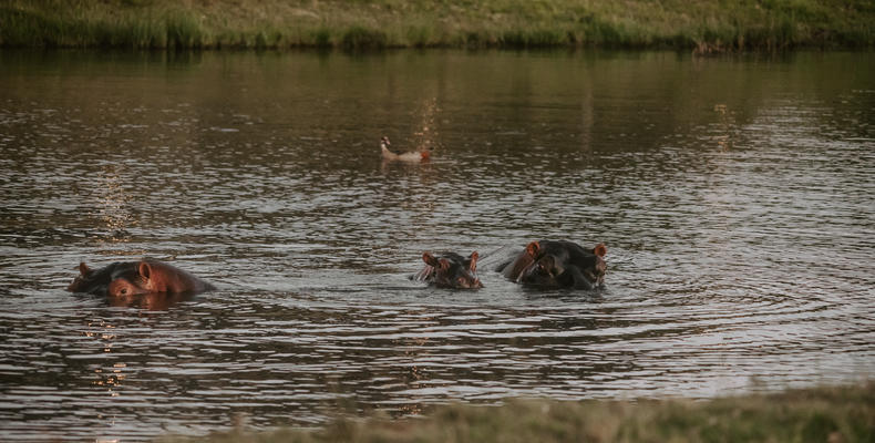 Amakhala Game Reserve 