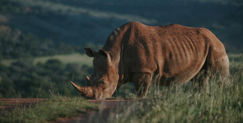 Amakhala Game Reserve 
