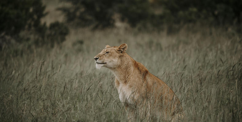 Amakhala Game Reserve 