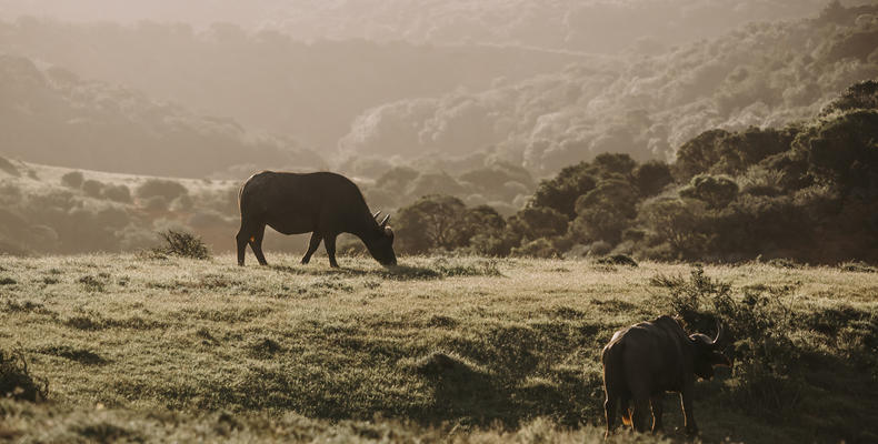 Amakhala Game Reserve 