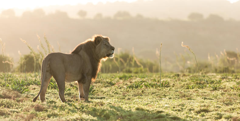 Amakhala Game Reserve 