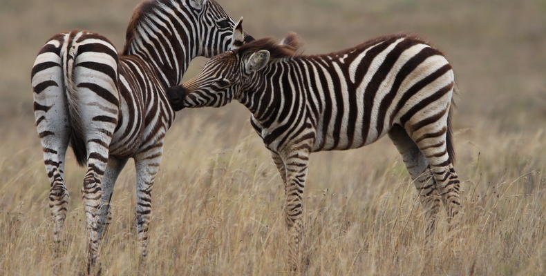 Amakhala Game Reserve 