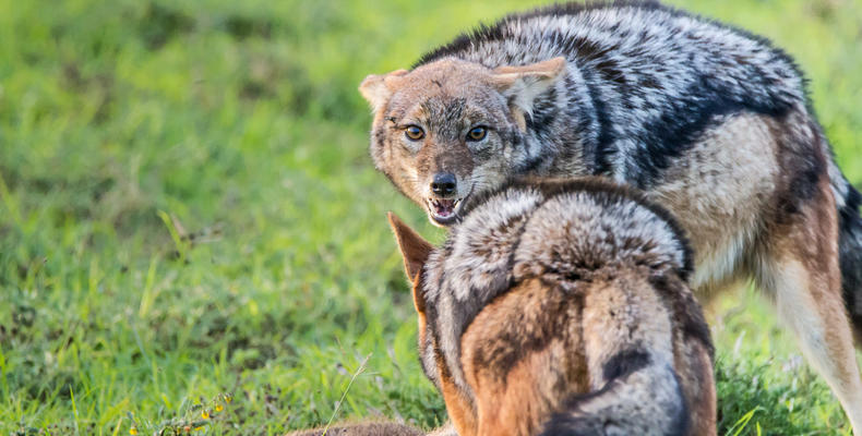Amakhala Game Reserve 