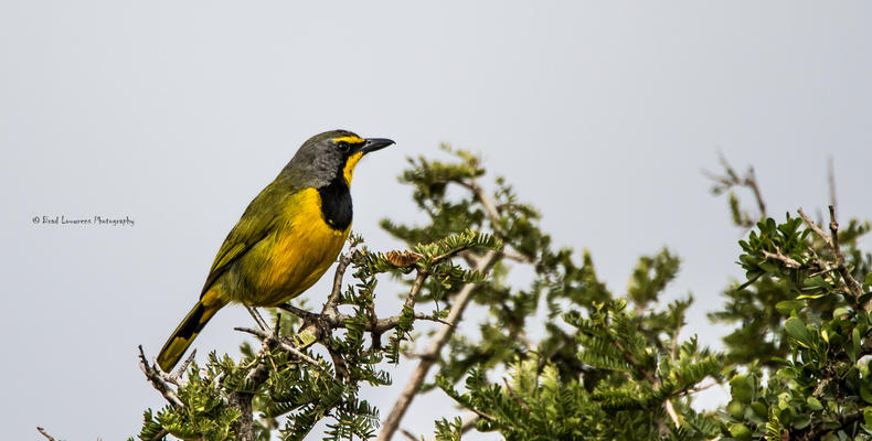 Amakhala Game Reserve 