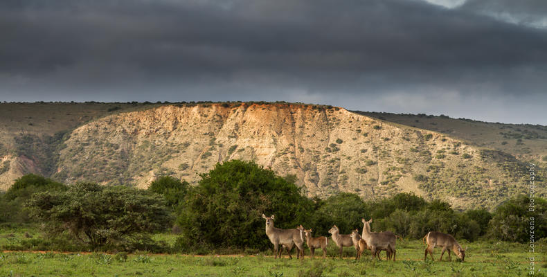 Amakhala Game Reserve 