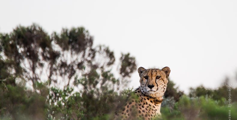 Amakhala Game Reserve 