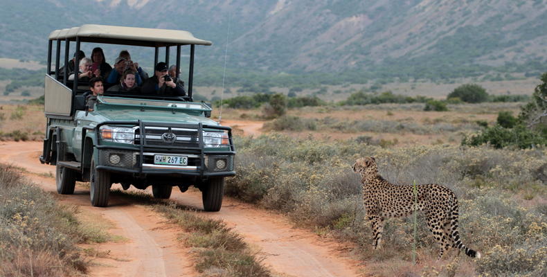 Amakhala Game Reserve 