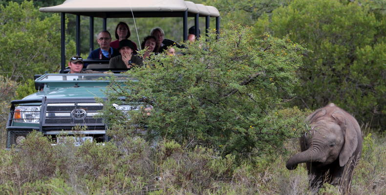 Amakhala Game Reserve 