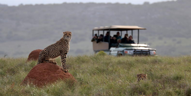 Amakhala Game Reserve 