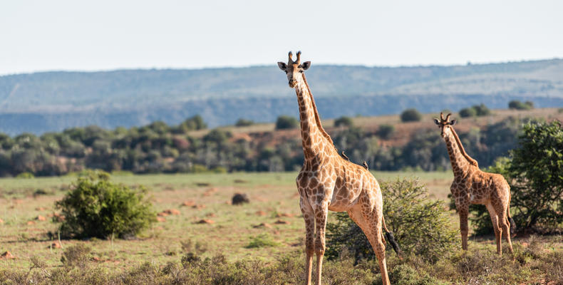 Amakhala Game Reserve 