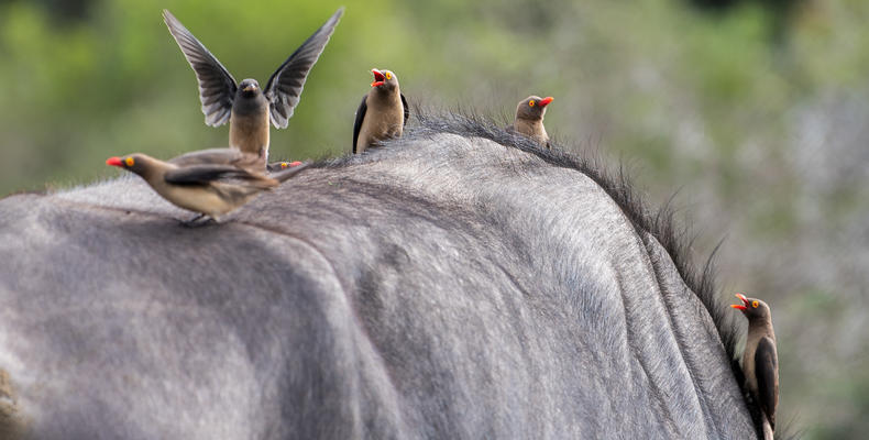 Amakhala Game Reserve 