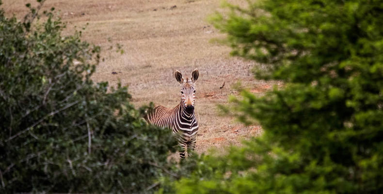 Amakhala Game Reserve 
