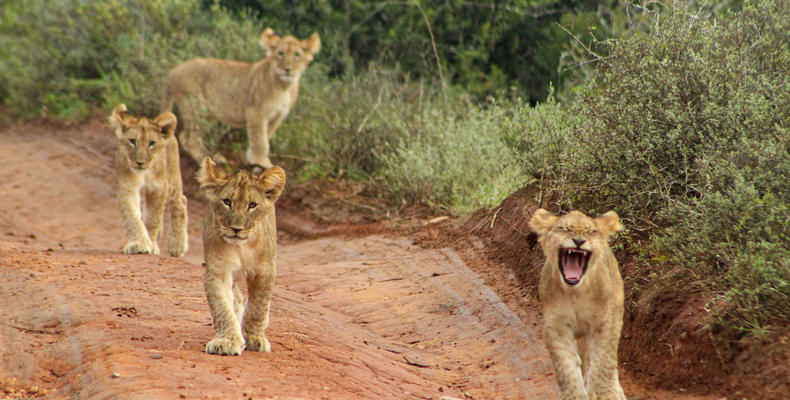 Amakhala Game Reserve 