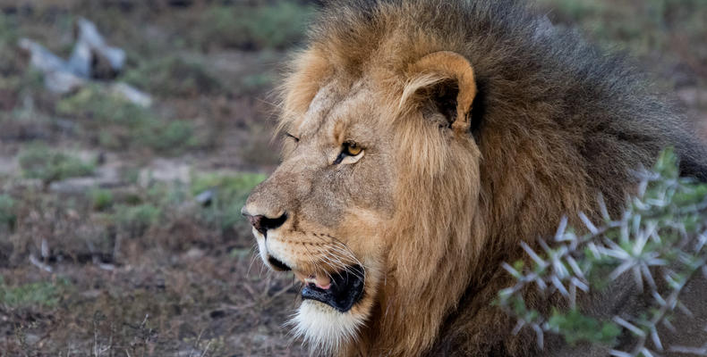 Amakhala Game Reserve 