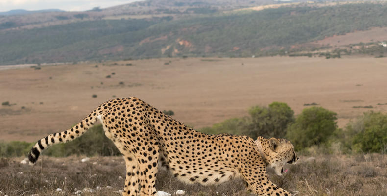 Amakhala Game Reserve 