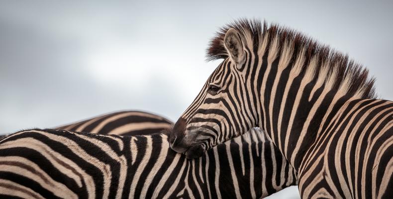Amakhala Game Reserve 