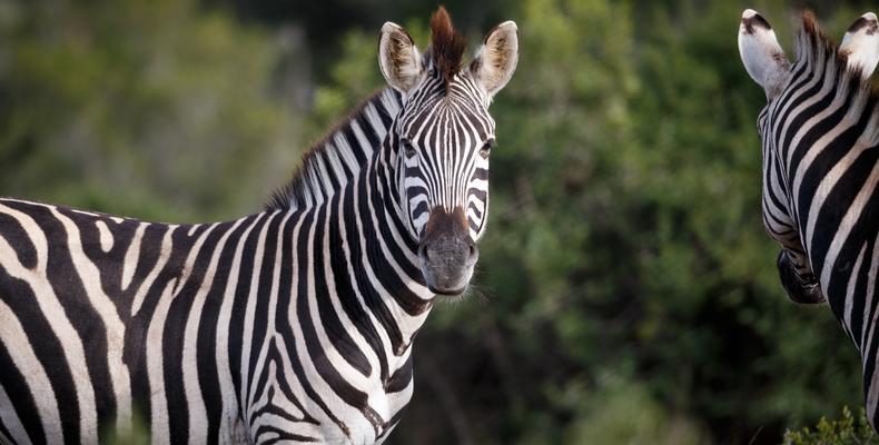 Amakhala Game Reserve 