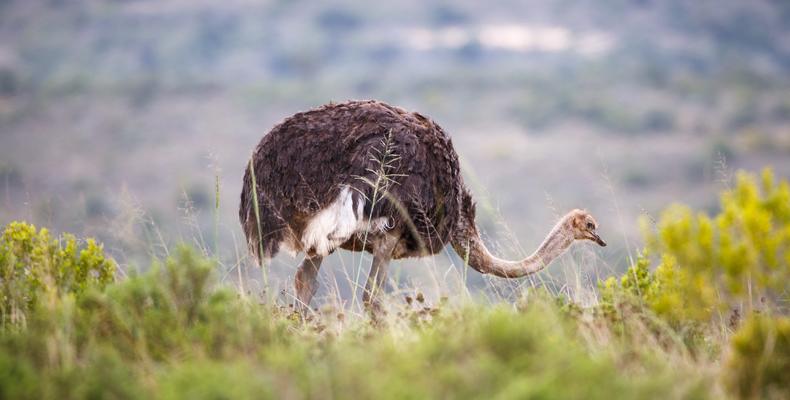 Amakhala Game Reserve 