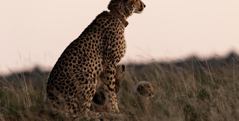 Amakhala Game Reserve 