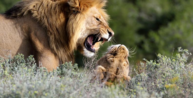 Amakhala Game Reserve 