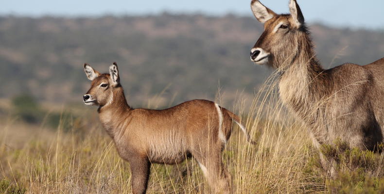 Amakhala Game Reserve 