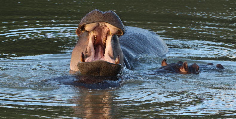 Amakhala Game Reserve 