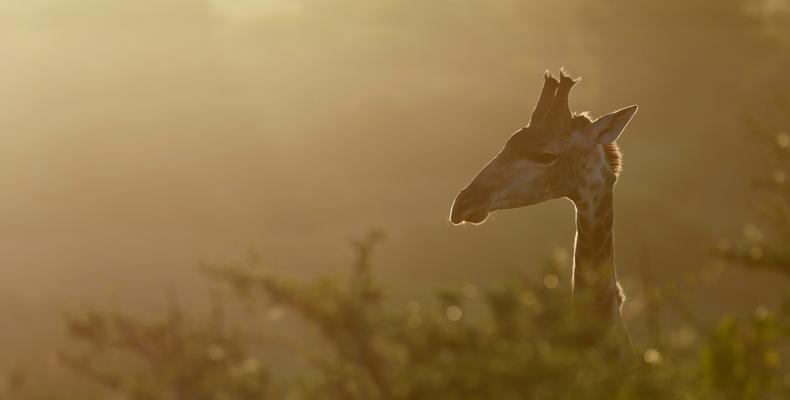 Amakhala Game Reserve 