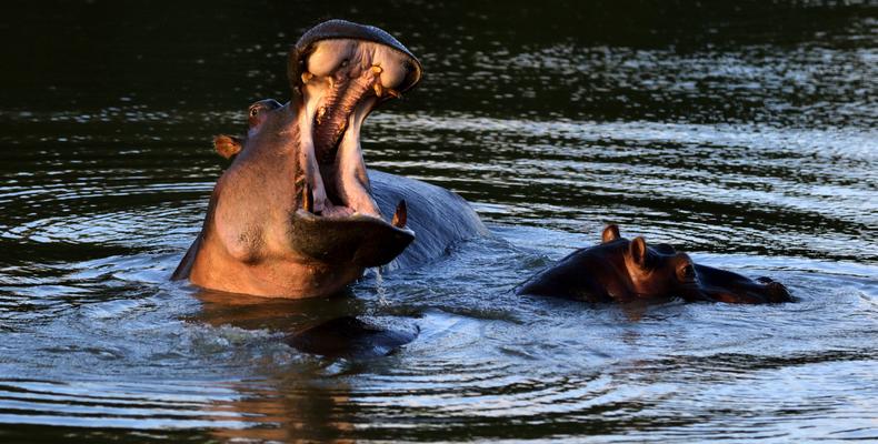 Amakhala Game Reserve 