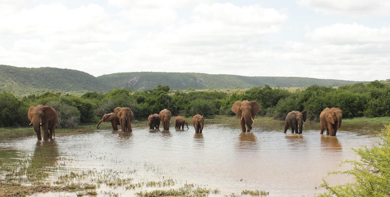 Amakhala Game Reserve 