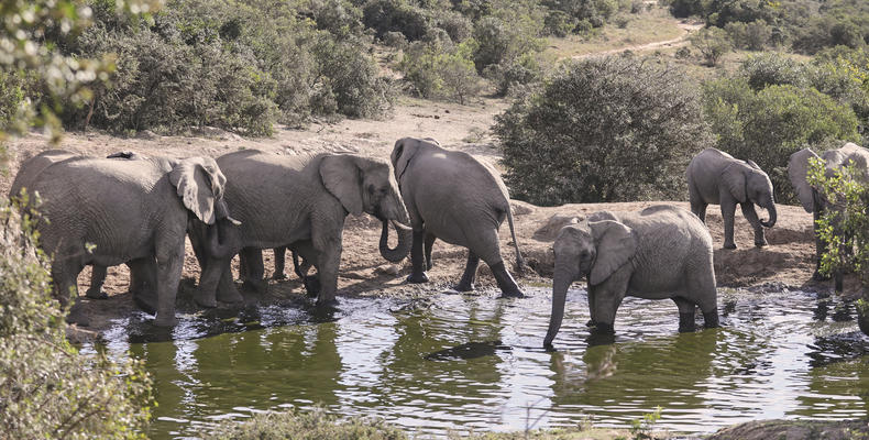 Amakhala Game Reserve 