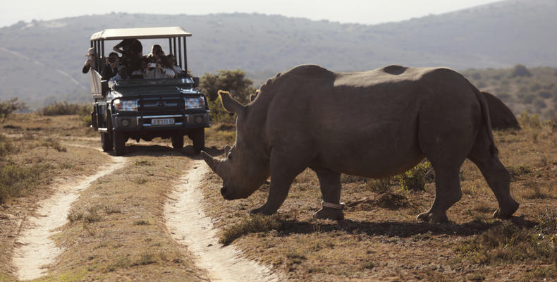 Amakhala Game Reserve 