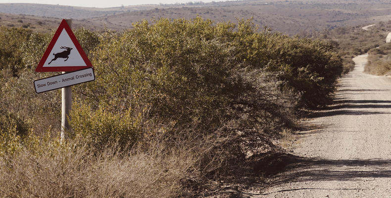 Amakhala Game Reserve 