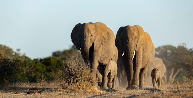 Elephant