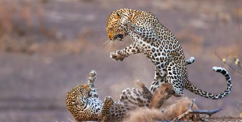 Leopards
