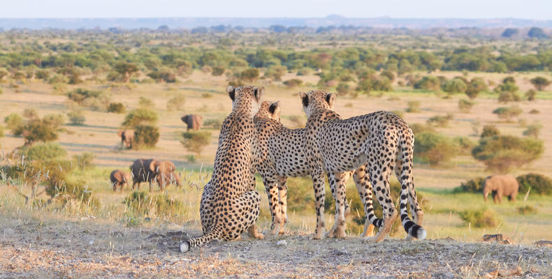 Cheetah