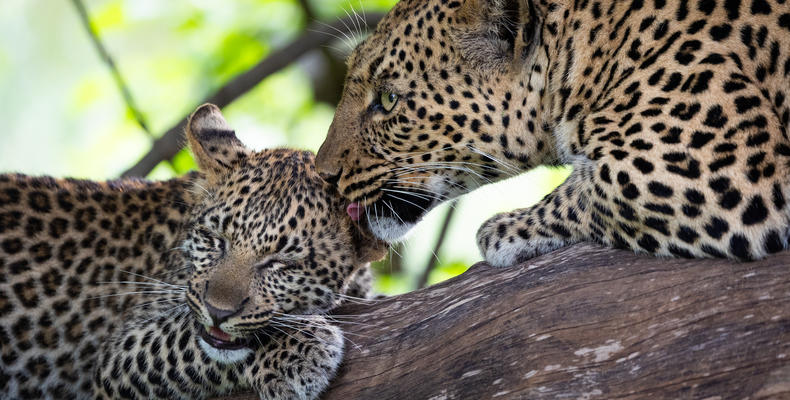 Leopard and cub