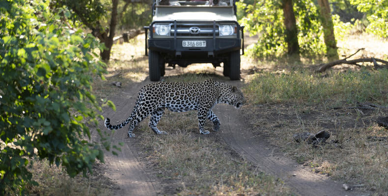 Game drive 