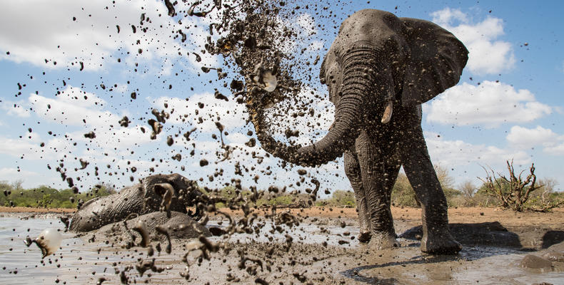 Elephant hide