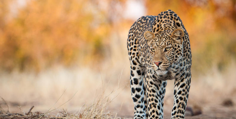 Leopard