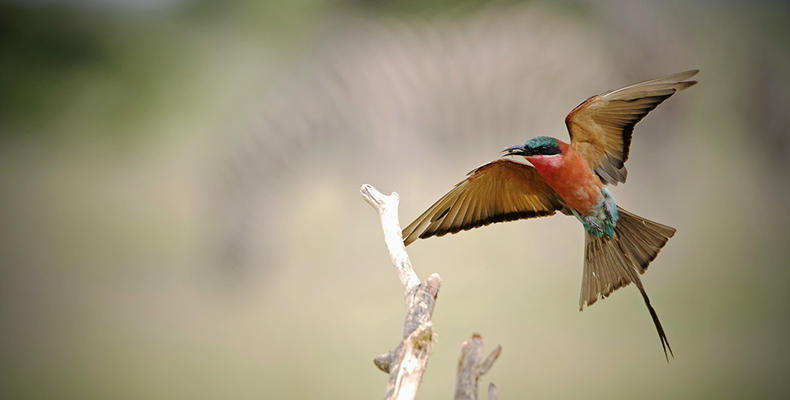 Bee-eater