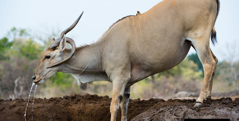 Mashatu's wildlife