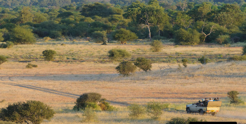 Game drives at Mashatu Game Reserve