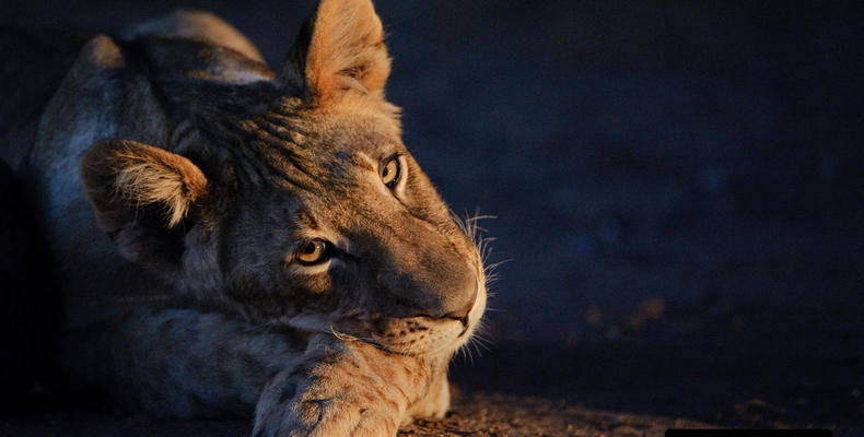 Mashatu's Wildlife