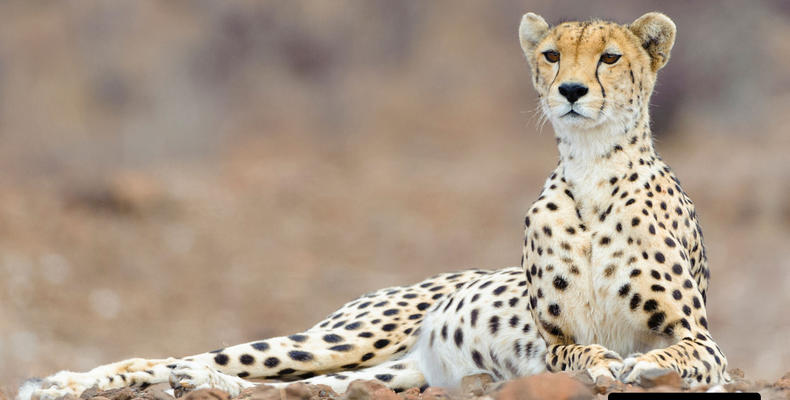 Mashatu's wildlife