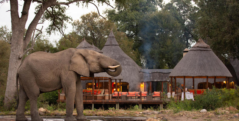 2. Signature Hoyo Hoyo Safari Lodge - Wildlife - Elephant