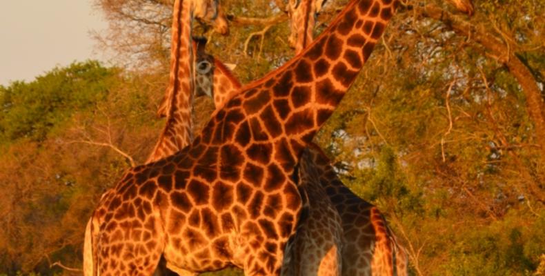 Hoyo Hoyo Safari Lodge - Giraffe