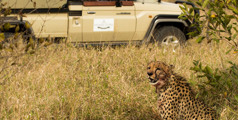 Hoyo Hoyo Safari Lodge - Safari Cheetah